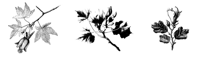 Fototapeta premium Vintage Herbarium Sketch of a Tulip Tree Leaf and Branch