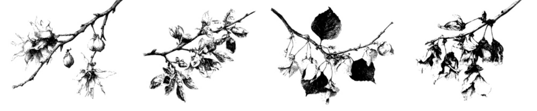 Winter's Bough: Witch Hazel in Herbarium Sketch