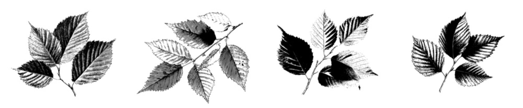 Elegant Herbarium: Vintage Elm Leaves in a Sketch Art