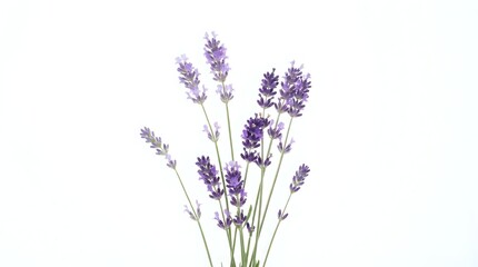 Obraz premium Fresh lavender flowers bouquet isolated on white background for aromatherapy spa wellness natural herbal medicine organic skincare products design.
