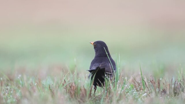 Bird - male Blackbird Turdus merula on the spring meadow amazing warm light sunset sundown Poland Europe