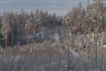 Winter forest landscape with snow-covered pine trees and a narrow road cutting through the woodland. Cold season nature background with soft natural light and calm atmosphere.