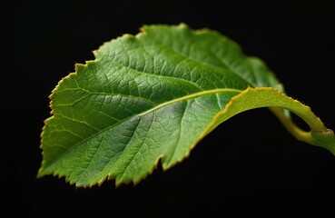 Fototapeta premium Single green walnut leaf close up against black background. Textured surface shows prominent veins and serrated edge. Leaf stem visible, curved shape.