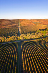 Vineyard rows in the hilly Los Carneros (Carneros) wine region near the Napa&ETH;Sonoma county line, California, USA, at golden hour in November 2025.