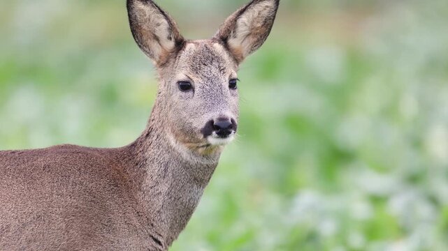 Mammal - close up  female roe deer Capreolus capreolus Majestic roe deer, capreolus capreolus, green field in autumn. Male mammal with orange fur walking through field