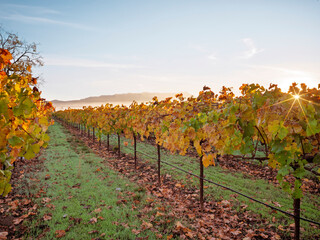  vineyards at sunrise with fog, Rutherford AVA, Napa Valley, California, USA