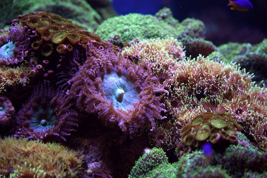 A marine aquarium filled with diverse corals, including zoanthids and soft corals, along with anemones and intricate reef structures. The scene showcases a thriving underwater ecosystem and vibrant ma
