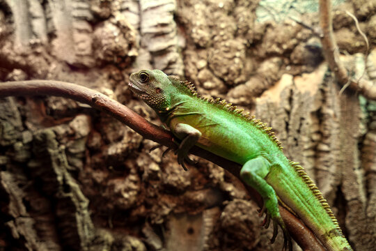 A vibrant green Chinese water dragon lizard (Physignathus cocincinus) rests on a branch in a forest habitat. Sunlight filters through the leaves, highlighting its blue and brown dorsal markings