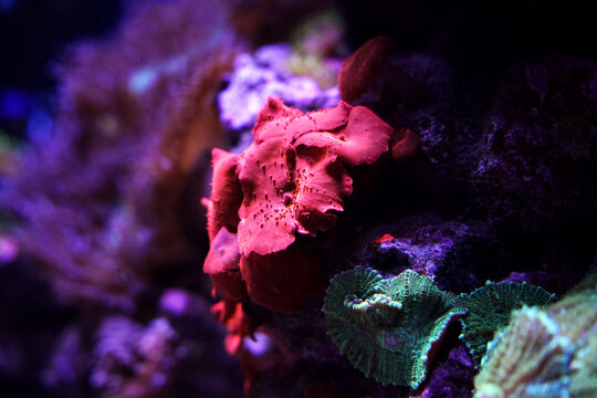 A bright red Discosoma coral sits on a reef in an aquarium, illuminated by purple lighting that enhances its vibrant colors. The scene highlights a small underwater ecosystem with marine life.