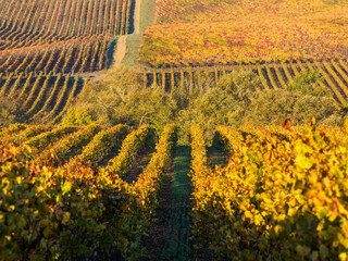 Vineyard rows in the hilly Los Carneros (Carneros) wine region near the Napa&ndash;Sonoma county line, California, USA, at golden hour in November 2025.