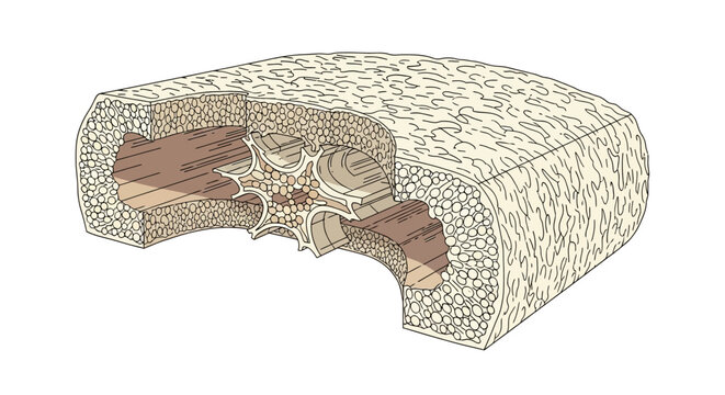 Detailed Anatomical Cross Section of Bone Structure: Compact and Spongy Tissue Diagram