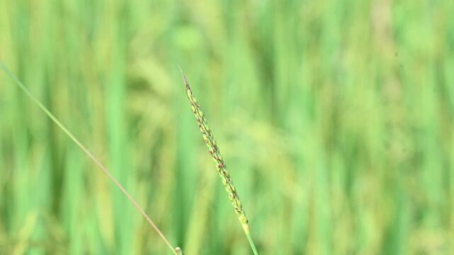 Alopecurus myosuroides grass in the rice field. Its common name is&nbsp;slender meadow foxtail,&nbsp;black grass,&nbsp;twitch grass and&nbsp;black twitch. Its found in moist meadows, and on cultivated and waste land. 