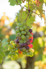 Close-up of late-season wine grapes remaining on the vine after harvest in Napa Valley, Napa County, California, USA.