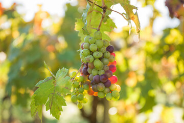 Close-up of late-season wine grapes remaining on the vine after harvest in Napa Valley, Napa County, California, USA.