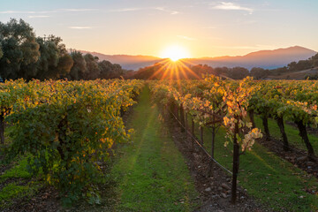 Vineyard rows along Silverado Trail at sunset in the Napa Valley AVA, Napa County, California, USA.