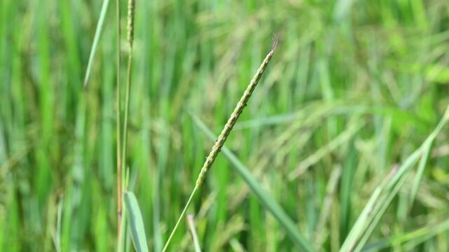 Alopecurus myosuroides grass in the rice field. Its common name is&nbsp;slender meadow foxtail,&nbsp;black grass,&nbsp;twitch grass and&nbsp;black twitch. Its found in moist meadows, and on cultivated and waste land. 