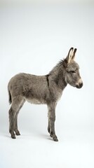 Obraz premium Gray donkey foal standing in profile on white background, isolated farm animal ready for design projects and educational materials.