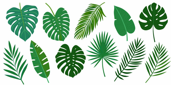 Collection of vibrant green tropical leaves arranged on a white background