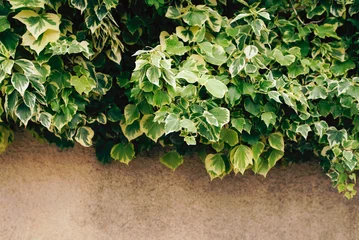 Universal background with green vegetation. © Maryna