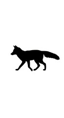 Obraz premium Silhouette depiction of a wild canine creature walking horizontally across a white background