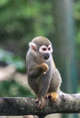 Obraz premium Squirrel monkey perched on a branch eating fruit