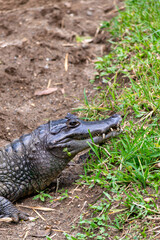Obraz premium Vertical photo of an alligator in a lake in Colombia