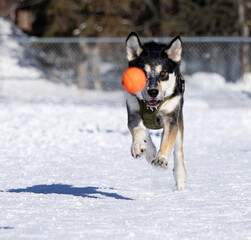 Dog chasing ball close up © Nicolas St-Germain