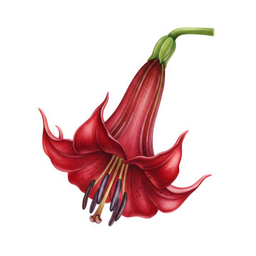 Chilean bellflower illustration. Vibrant red copihue flower watercolor drawing. Botanical artwork for decoration or greeting card.