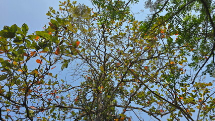  In autumn theTerminalia catappa has orange and green leaves and all leaves fall from trees - leaving only branches. Deciduous trees. Leaves oval-shaped pointed tip. Indian almond or Tropical almond.
