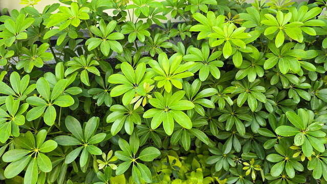 The Dwarf Umbrella Tree or Schefflera arboricola, has compound, palmate leaves with 7-11 leaflets per stem. Leaflets are obovate with rounded tips. Miniature Umbrella Plant. Heptapleurum arboricola 
