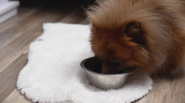 A small fluffy dog eats wet food from a metal bowl on a white carpet at home. A cozy indoor pet feeding scene that showcases the daily life and care of an animal.