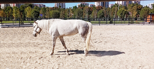horses at the horse farm, horses in the stable
