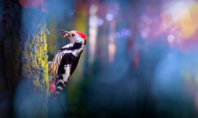Cute Woodpecker on tree. Forest background. Bird: Middle Spotted Woodpecker. Dendrocopos medius. © serkanmutan