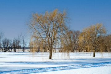 Fototapeta premium Willow standing in a snowy winter landscape with remaining foliage has a golden hue contrasting with the white snow and clear blue sky