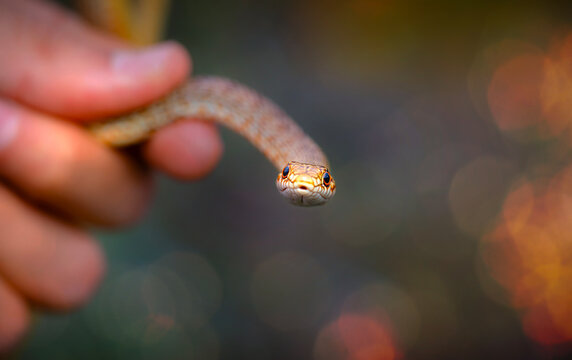 Largest snake species in europe. The Caspian whipsnake. Dolichophis caspius