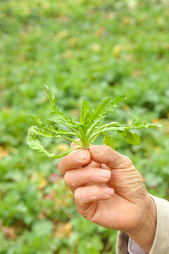 Freshly Dug Geoduck Sprout in Hand Over Garden Field