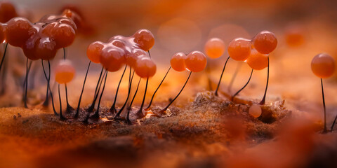 Slime molds. The smallest mushrooms in the world. Mysterious creatures of nature. Nature background.  © Serkan Mutan