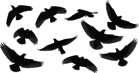 Obraz premium WebSet of black flying bird silhouettes with feathered wing details isolated on white background for nature wildlife and avian design vector illustration elements