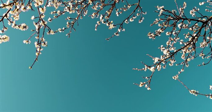 White Cherry Blossoms on Dark Teal Background
