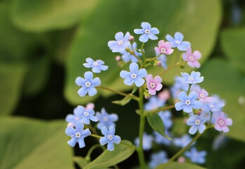 Obraz premium Brunnera macrophylla growing in a flower garden