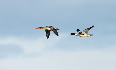 Fototapeta premium Male and female Red-breasted Merganser ducks in flight over coastal Norway