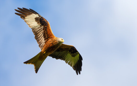 Red kite soaring in flight against blue sky