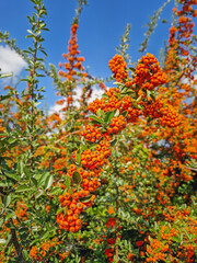 Close-up of a dense bush covered in masses of vibrant orange Narrowleaf Firethorn berries. The rich wildberries (Pyracantha angustifolia) fill the frame with autumnal colors