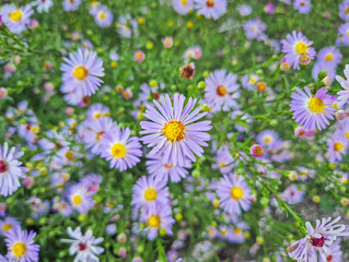 Close-up of a dense cluster of pale purple Aster amellus flowers (European Michaelmas Daisy) with bright yellow centers. The flowers are surrounded by green foliage and gently sway in the breeze