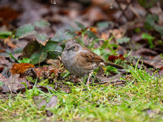 Dunnock Bird on the Ground in the Rain