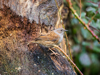 Dunnock Bird on a Tree in the Rain