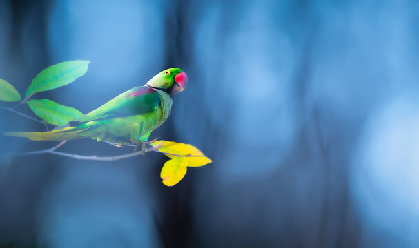 A beautiful parrot posing on a branch that matches its colors. Alexandrine Parakeet. Psittacula eupatria. Black background. 