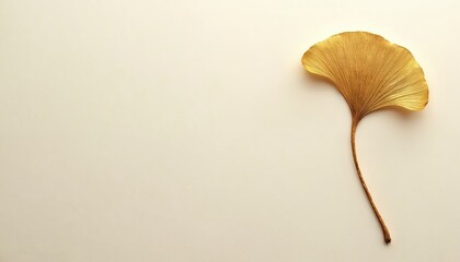 Naklejka premium Single golden ginkgo leaf rests on pale surface. Minimalist design highlights autumnal beauty and natural patterns. Elegant botanical detail offers clean aesthetic.