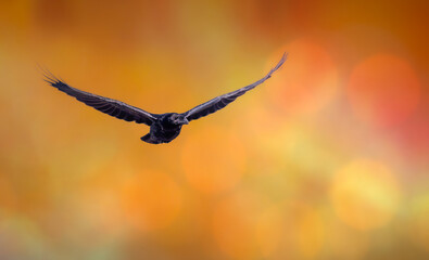 Naklejka premium Flying raven. Yellow nature background. 