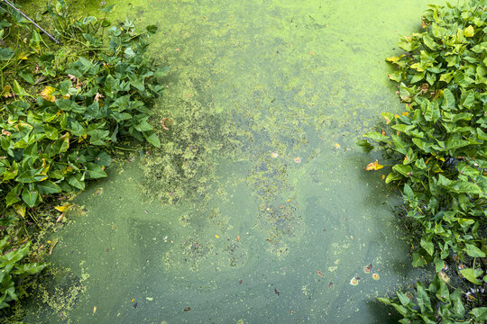Oozing green slime in pond creates unique graphic element